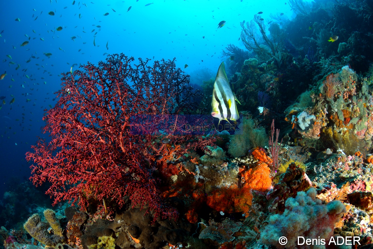 Siphonogorgia godeffroyi Platax pinnatus ambiance-Wakatobi Sawa Cornucopia-24m-20180528-Denis-ADER-DSC_1426_tn.jpg